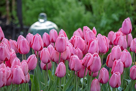 THE_OLD_PARSONAGE_DORSET_BEAUTIFUL_BORDER_OF_PINK_TULIPA_PINK_IMPRESSION_SPRING_FLOWER_BULB_GLASS_CL