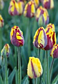 THE OLD PARSONAGE, DORSET: DEEP RED AND YELLOW STRIPED TULIPA HELMAR. CLOSE UP, PLANT PORTRAIT, COLOURFUL, SPRING, FLOWER, BULB, BORDER