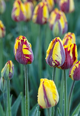THE_OLD_PARSONAGE_DORSET_DEEP_RED_AND_YELLOW_STRIPED_TULIPA_HELMAR_CLOSE_UP_PLANT_PORTRAIT_COLOURFUL