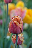THE OLD PARSONAGE, DORSET: SINGLE FLOWER OF TULIPA BROWN SUGAR IN BORDER. CLOSE UP, PLANT PORTRAIT, FLOWER, SPRING, BULB, DUSKY PINK, APRICOT.
