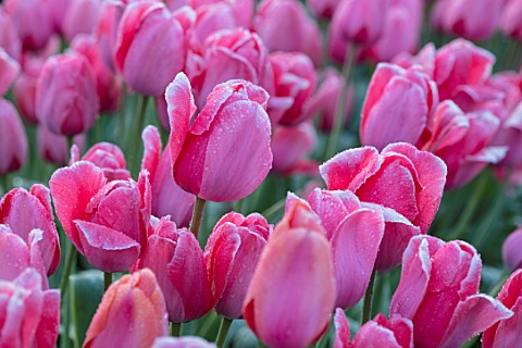 THE_OLD_PARSONAGE_DORSET_BORDER_OF_BEAUTIFUL_TULIPA_PINK_IMPRESSION_IN_THE_CUTTING_GARDEN_FLOWERS_SP