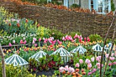 THE OLD PARSONAGE, DORSET: THE POTAGER WITH TULIPS IN COLOURFUL SHADES WITH CLOCHES AND WILLOW HURDLES, SPRING, GARDEN, BULB, FLOWERS,PASTEL SHADES.