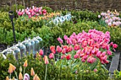 THE OLD PARSONAGE, DORSET: TULIPS (FORE) BLUSHING LADY, SALMON IMPRESSION, PINK IMPRESSION AND OLLIOULES WITH CLOCHES. PINK, APRICOT, FLOWERS, SPRING,BULB, BORDER, TULIPA.