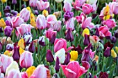 THE OLD PARSONAGE, DORSET:DOLLY MIXTURE PICKING BORDER WITH COLOURFUL TULIPS PINK IMPRESSION, CHERRY DELIGHT, BLACK HERO, REMS FAVOURITE, BROWN SUGAR.FLOWER, BULB, SPRING