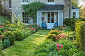 THE OLD PARSONAGE, DORSET: FRONT GARDEN - FORMER CROQUET LAWN BEDS WITH TULIPS, BOX BALLS AND PATH LEADING TO HOUSE. SPRING, BORDER, FLOWERS