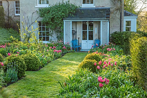 THE_OLD_PARSONAGE_DORSET_FRONT_GARDEN__FORMER_CROQUET_LAWN_BEDS_WITH_TULIPS_BOX_BALLS_AND_PATH_LEADI