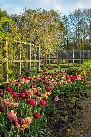 PARHAM_HOUSE_AND_GARDENS_SUSSEX_BORDER_WITH_TULIPS__LA_BELLE_EPOQUE_BLACK_HERO_AND_RED_ANTRACIET_BUL