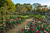 PARHAM HOUSE AND GARDENS, SUSSEX: BORDERS WITH TULIPS - LA BELLE EPOQUE, BLACK HERO AND RED ANTRACIET. BULBS, FLOWERS, BLOOMS, SPRING, PATHS