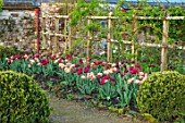 PARHAM HOUSE AND GARDENS, SUSSEX: BORDER WITH TULIPS - LA BELLE EPOQUE, BLACK HERO AND RED ANTRACIET. BULBS, FLOWERS, BLOOMS, SPRING, PATHS