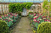 PARHAM HOUSE AND GARDENS, SUSSEX: BORDER WITH TULIPS - LA BELLE EPOQUE, BLACK HERO AND RED ANTRACIET. BULBS, FLOWERS, BLOOMS, SPRING, PATHS, WOODEN DOOR