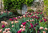 PARHAM HOUSE AND GARDENS, SUSSEX: BORDER WITH TULIPS - LA BELLE EPOQUE, BLACK HERO AND RED ANTRACIET. BULBS, FLOWERS, BLOOMS, SPRING, PATH, DOOR, CUTTING, GARDEN