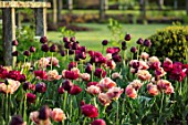 PARHAM HOUSE AND GARDENS, SUSSEX: BORDER WITH TULIPS - LA BELLE EPOQUE, BLACK HERO AND RED ANTRACIET. BULBS, FLOWERS, BLOOMS, SPRING, CUTTING, GARDEN