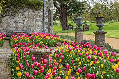PARHAM_HOUSE_AND_GARDENS_SUSSEX_DOUBLE_PARTERRE_OF_YELLOW_AND_PINK_TULIPS_TULIPA_CAPE_HOLLAND_TULIPA