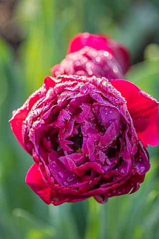 PARHAM_HOUSE_AND_GARDENS_SUSSEX_CLOSE_UP_PLANT_PORTRAIT_OF_PINK_RED_TULIP__TULIPA_RED_ANTRACIET_BULB