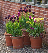MORTON HALL, WORCESTERSHIRE: THE KITCHEN GARDEN. TERRACOTTA CONTAINERS, PLANTERS PLANTED WITH TULIPS - TULIPA PAUL SCHERER, NEGRITA, VERONA , SPRING, BULBS