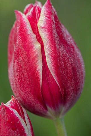BAYNTUN_FLOWERS_CLOSE_UP_PLANT_PORTRAIT_OF_TULIP__TULIPA_PAPILLON_RED_WHITE_STRIPED_FEATHERED_BREEDE
