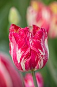 BAYNTUN FLOWERS: CLOSE UP PLANT PORTRAIT OF TULIP - TULIPA SASKIA, RED, WHITE, STRIPED, FEATHERED, PETALS, FLOWERS