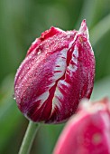 BAYNTUN FLOWERS: CLOSE UP PLANT PORTRAIT OF TULIP - TULIPA PAPILLON, RED, WHITE, STRIPED, FEATHERED, BREEDER, 1915, PETALS, FLOWERS