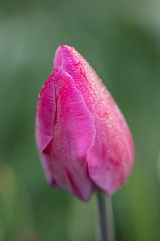 BAYNTUN_FLOWERS_CLOSE_UP_PLANT_PORTRAIT_OF_TULIP__TULIPA_ROSE_DES_DAMES_PINK_RED_BREEDER_SINGLE_LATE