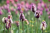 BAYNTUN FLOWERS: CLOSE UP PLANT PORTRAIT OF HERITAGE, BROKEN TULIP - TULIPA INSULINDE. 1915, WHITE, PURPLE, YELLOW, CREAM, FLOWERS, FLOWERING, BULBS, FLAMED, REMBRANDT