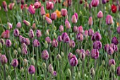 BAYNTUN FLOWERS: CLOSE UP PLANT PORTRAIT OF HERITAGE, BROKEN TULIP - TULIPA COLUMBINE. PURPLE, WHITE, FLOWERS, FLOWERING, BULBS
