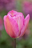BAYNTUN FLOWERS: CLOSE UP PLANT PORTRAIT OF TULIP - TULIPA ROSE DES DAMES. PINK, RED, BREEDER, SINGLE, LATE, 1870