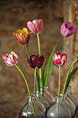 BAYNTUN FLOWERS: CLOSE UP OF HERITAGE TULIPS IN GLASS VASES: ABSALON, MABEL, OLD TIMES, SASKIA, LE MOGOL, GEORGE GRAPPE