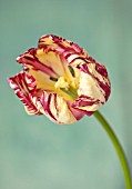 BAYNTUN FLOWERS: CLOSE UP PLANT PORTRAIT OF TULIP - TULIPA SASKIA, RED, WHITE, YELLOW, STRIPED, FEATHERED, PETALS, FLOWERS