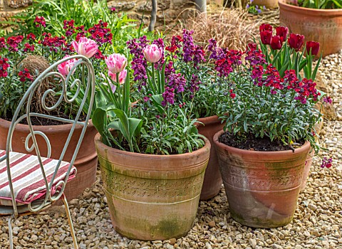 THE_CONIFERS_OXFORDSHIRE_TERRACOTTA_CNTAINERS_PLANTED_WITH_WALLFLOWERS_AND_TULIPS_GRAVEL_COURTYARD_C