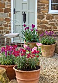 THE CONIFERS, OXFORDSHIRE: TERRACOTTA CNTAINERS PLANTED WITH WALLFLOWERS AND TULIPS. GRAVEL, COURTYARD, CHAIR, CUSHIONS, SPRING, POTS, FRONT, DOOR