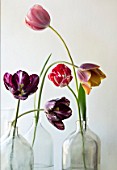 BAYNTUN FLOWERS: HERITAGE TULIPS IN GLASS BOTTLES- TULIPS COLUMBINE, REMBRANDT, MABEL, OLD TIMES, LE MOGEL