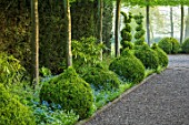 MITTON MANOR, STAFFORDSHIRE: PATH, CLIPPED TOPIARY BOX, BUXUS, HORNBEAM, HEDGES, HEDGING, SPRING, SYMMETRY, FORMAL, ENGLISH, COUNTRY GARDEN, EVERGREEN, GREEN, SPIRALS