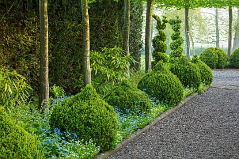 MITTON_MANOR_STAFFORDSHIRE_PATH_CLIPPED_TOPIARY_BOX_BUXUS_HORNBEAM_HEDGES_HEDGING_SPRING_SYMMETRY_FO