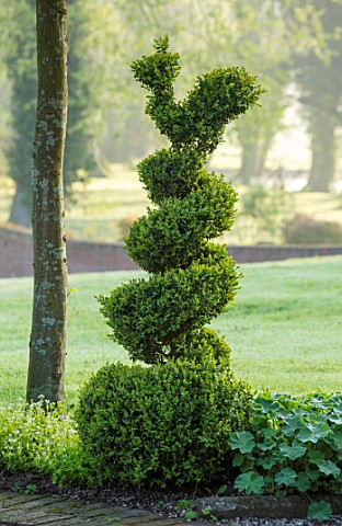 MITTON_MANOR_STAFFORDSHIRE_CLIPPED_TOPIARY_BOX_BUXUS_HEDGES_HEDGING_SPRING_SYMMETRY_FORMAL_ENGLISH_C