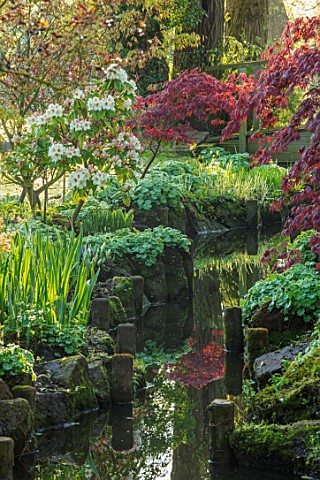 MITTON_MANOR_STAFFORDSHIRE_THE_STREAM_WITH_JAPANESE_MAPLES_AND_RHODODENDRON_WATER_SHADE_SHADY