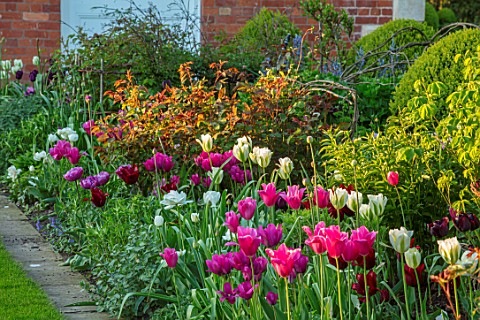 MORTON_HALL_WORCESTERSHIRE_BORDER_WITH_PINK_AND_TULIPS_BESIDE_LAWN__TULIPA_MARIETTE_SPRING_GREEN_LAS