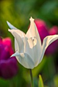 MORTON HALL, WORCESTERSHIRE:CLOSE UP PLANT PORTRAIT OF WHITE TULIP - TULIPA SAPPORO. FLOWERS, FLOWERING, SPRING, BULBS, BLOOMS