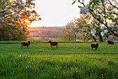 MORTON HALL, WORCESTERSHIRE: THE MEADOW AT SUNSET LOOKING WEST. SHEEP, ANIMALS