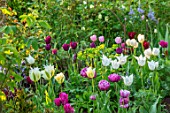 MORTON HALL, WORCESTERSHIRE: BORDER WITH TULIPS - TULIPA SPRING GREEN,  SAPPORO, BLUE DIAMOND. BORDERS, FLOWERS, FLOWERING, BLOOMS, COUNTRY, GARDEN, BULBS