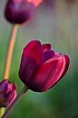 MORTON HALL, WORCESTERSHIRE:CLOSE UP PLANT PORTRAIT OF DARK, RICH, RED TULIP - TULIPA RECREADO. FLOWERS, FLOWERING, SPRING, BULBS, BLOOMS
