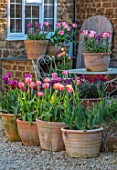 THE CONIFERS, OXFORDSHIRE: DESIGNER CLIVE NICHOLS: PATIO, COURTYARD, CONTAINERS, TULIPS, TULIPA, SPRING, TABLE, WALL FLOWERS, GRAVEL, FRONT GARDEN