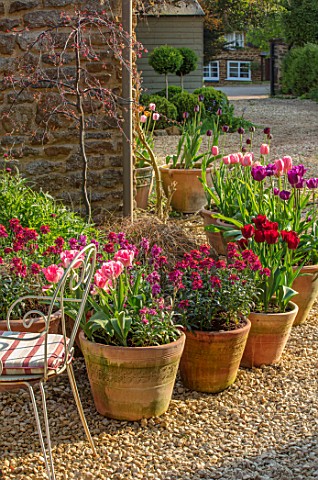 THE_CONIFERS_OXFORDSHIRE_DESIGNER_CLIVE_NICHOLS_PATIO_COURTYARD_CONTAINERS_TULIPS_TULIPA_SPRING_WALL