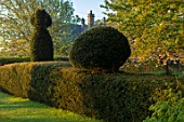 THE MANOR HOUSE, STEVINGTON, BEDFORDSHIRE: CLIPPED TOPIARY YEW HEDGES, HEDGING, TAXUS