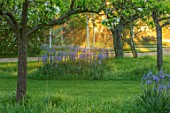 THE MANOR HOUSE, STEVINGTON, BEDFORDSHIRE: LAWN, TREES, MEADOWS, BLUE FLOWERS OF CAMASSIA  ON LAWN. SPRING, SUNRISE, BULBS, BLOOMS, WILDFLOWERS