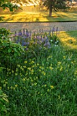 THE MANOR HOUSE, STEVINGTON, BEDFORDSHIRE: LAWN, TREES, MEADOWS, BLUE, YELLOW, FLOWERS OF CAMASSIA  ON LAWN. SPRING, SUNRISE, BULBS, BLOOMS, WILDFLOWERS, COWSLIPS