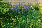 THE MANOR HOUSE, STEVINGTON, BEDFORDSHIRE: LAWN, TREES, MEADOWS, BLUE, YELLOW, FLOWERS OF CAMASSIA  ON LAWN. SPRING, SUNRISE, BULBS, BLOOMS, WILDFLOWERS, COWSLIPS