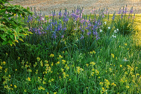 THE_MANOR_HOUSE_STEVINGTON_BEDFORDSHIRE_LAWN_TREES_MEADOWS_BLUE_YELLOW_FLOWERS_OF_CAMASSIA__ON_LAWN_