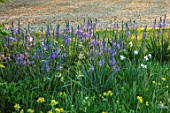 THE MANOR HOUSE, STEVINGTON, BEDFORDSHIRE: MEADOWS, BLUE, YELLOW, FLOWERS OF CAMASSIA  ON LAWN. SPRING, SUNRISE, BULBS, BLOOMS, COWSLIPS, NARCISSUS POETICUS VAR. RECURVUS