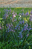 THE MANOR HOUSE, STEVINGTON, BEDFORDSHIRE: MEADOWS, BLUE, FLOWERS OF CAMASSIA  ON LAWN. SPRING, SUNRISE, BULBS, BLOOMS, NARCISSUS POETICUS VAR. RECURVUS