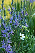THE MANOR HOUSE, STEVINGTON, BEDFORDSHIRE: MEADOWS, BLUE, WHITE, FLOWERS OF CAMASSIA  ON LAWN. SPRING, SUNRISE, BULBS, BLOOMS, NARCISSUS POETICUS VAR. RECURVUS